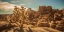 Picture of DESERT FOREGROUND