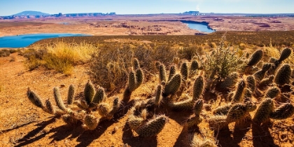 Picture of WILDWEST CACTUS