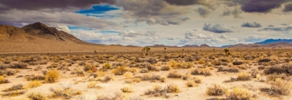 Picture of OPEN RANGE