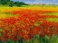 Picture of AMAPOLAS IV