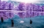Picture of MAJOLAN S PARK REFLECTIONS I-BORDEAUX - INFRARED AND UV PHOTOGRAPHY 