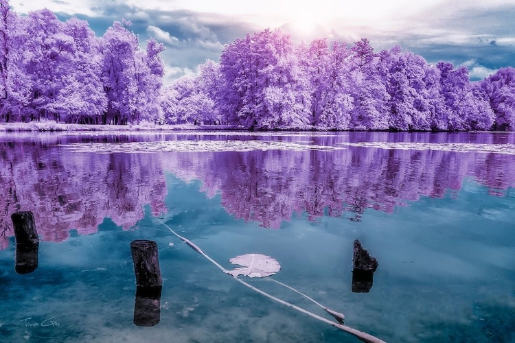 Picture of MAJOLAN S PARK REFLECTIONS I-BORDEAUX - INFRARED AND UV PHOTOGRAPHY 