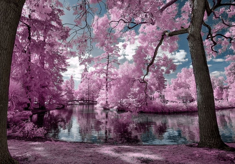 Picture of BORDEAUX S PARK - INFRARED PHOTOGRAPHY 