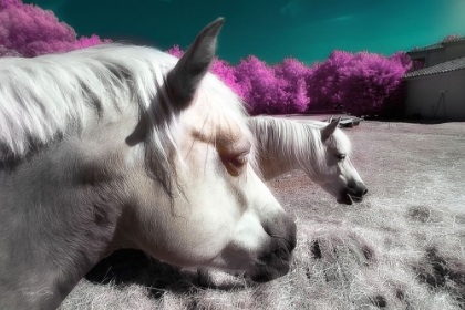 Picture of FANTASY HORSES - INFRARED PHOTOGRAPHY 