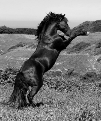 Picture of HORSE FREEDOM-HORSE AT LIBERTY