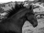 Picture of MENORCAN BEAUTY