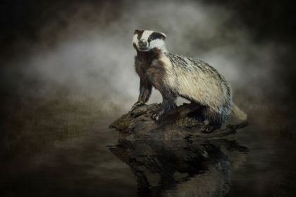 Picture of EUROPEAN BADGER