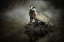 Picture of EUROPEAN BADGER