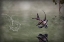 Picture of BANGGAI CARDINALFISH