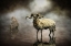 Picture of SHEEP