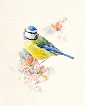 Picture of BLUE TIT