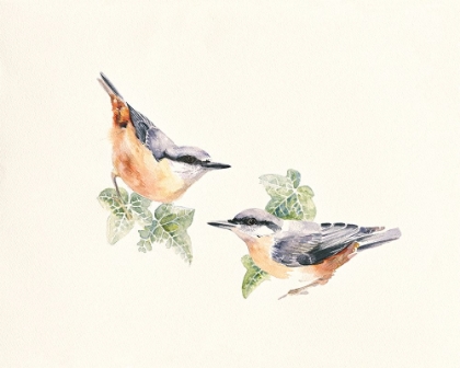 Picture of NUTHATCHES