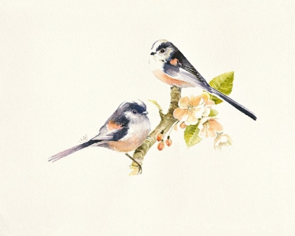Picture of LONGTAILED TITS