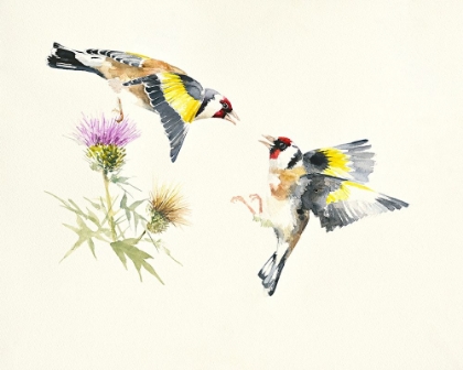 Picture of GOLDFINCHES