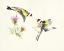 Picture of GOLDFINCHES