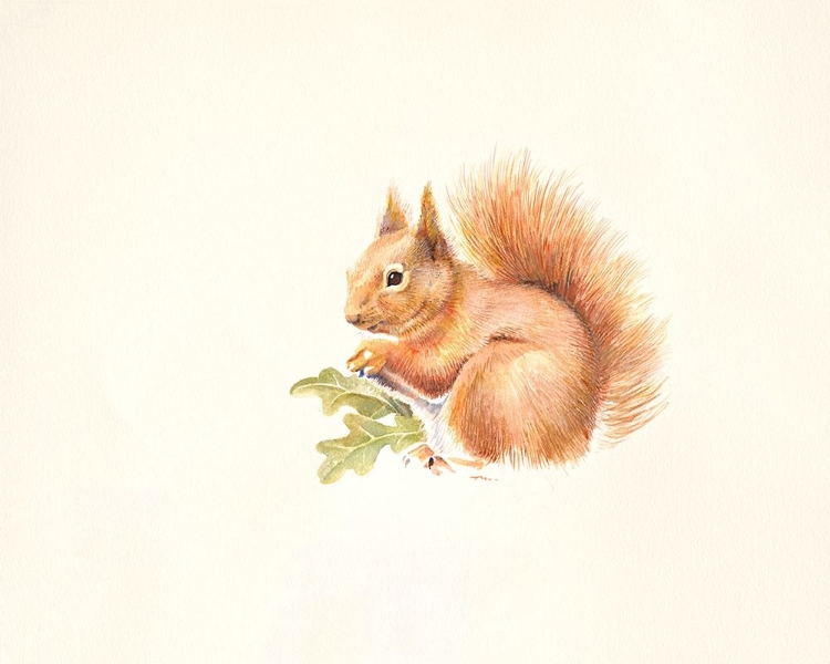 Picture of RED SQUIRREL