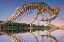 Picture of T-REX