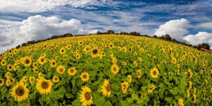 Picture of SONNENBLUMENWELT