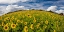 Picture of SONNENBLUMENWELT