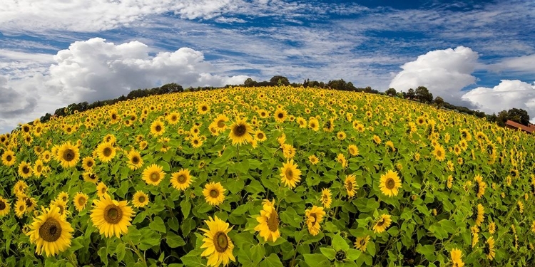 Picture of SONNENBLUMENWELT