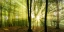 Picture of NEBELSTIMMUNG  MIT SONNE IM WALD