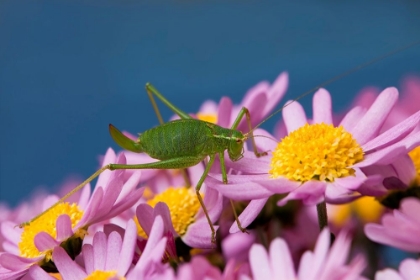 Picture of GRASHUPFER AUF BLUMEN