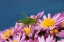 Picture of GRASHUPFER AUF BLUMEN