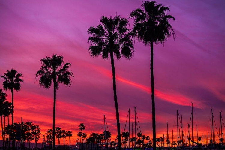 Picture of BLACK PALMS