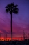 Picture of SUNSET SAILING