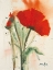 Picture of MOHNBLUMENSTRAUSS II