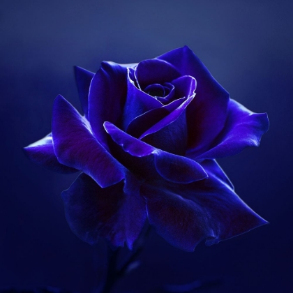 Picture of MIDNIGHT ROSE