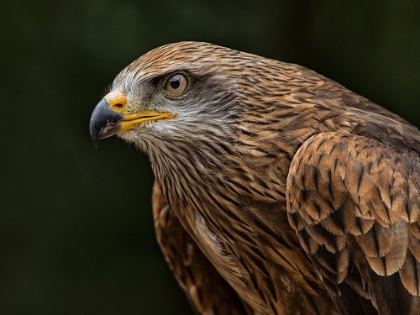 Picture of RED KITE