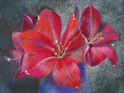 Picture of AMARYLLIS