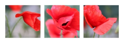 Picture of MOHN