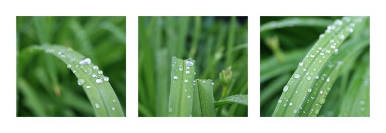 Picture of RAINDROPS