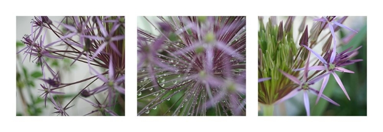 Picture of ALLIUM I