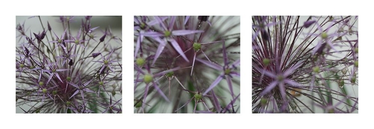 Picture of ALLIUM II