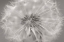 Picture of GENTLE TOUCH II
