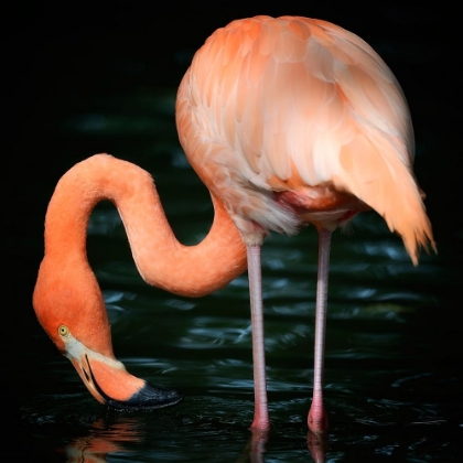 Picture of FLAMINGO