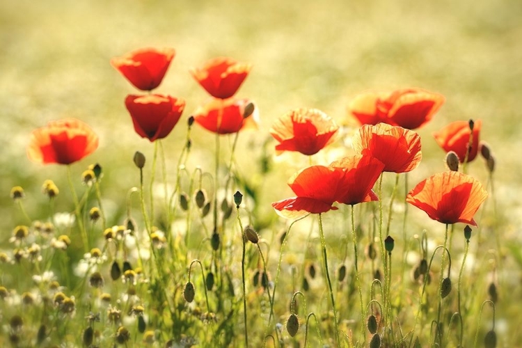Picture of SOME POPPY PART I