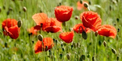 Picture of SOME POPPY PART II