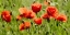 Picture of SOME POPPY PART II