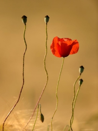 Picture of THE LAST FLOWERS