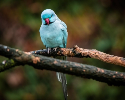 Picture of BLUE PARROT