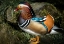Picture of MANDERIN DUCK