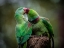 Picture of GREEN PARROT I