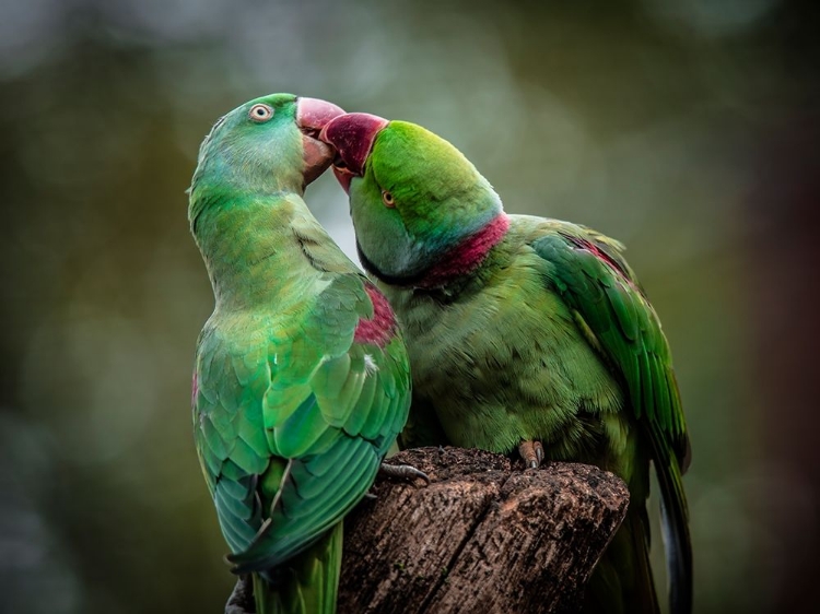 Picture of GREEN PARROT I