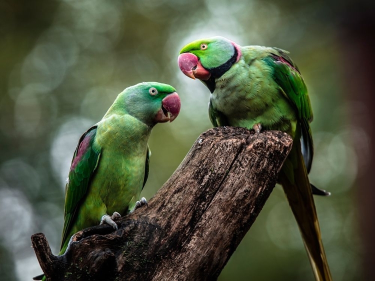 Picture of GREEN PARROT II