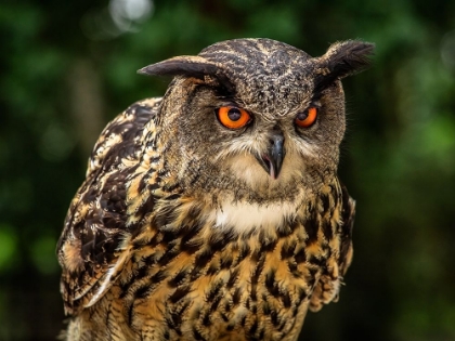 Picture of OE OE OWL