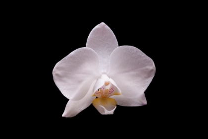 Picture of ORCHIDEE I